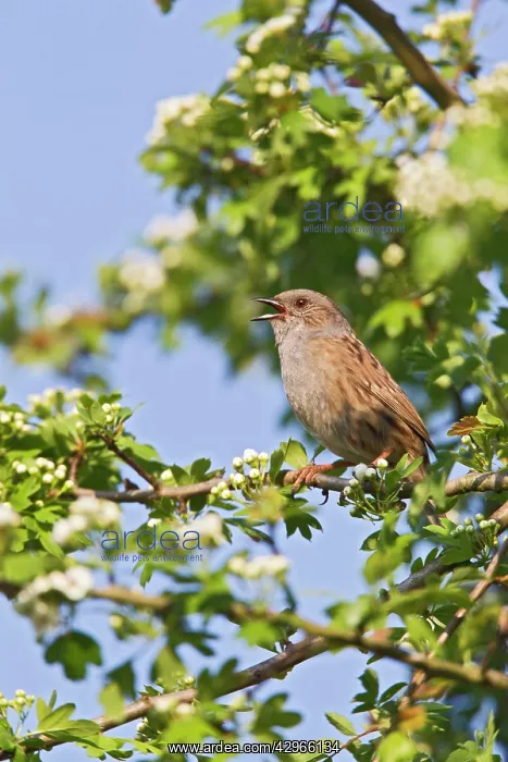 : Dunnock / Hedge Sparrow / Hedge Accentor - singing : Dunnock / Hedge Sparrow / Hedge Accentor - singing