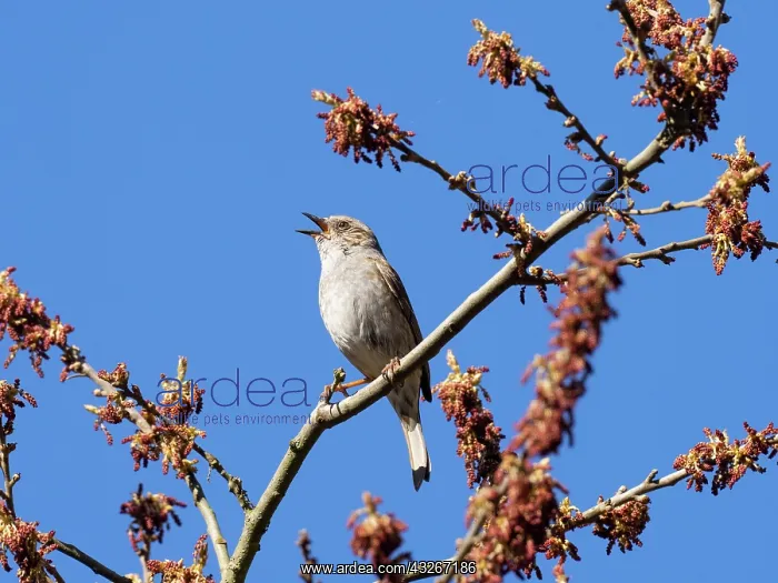 : Dunnock / Hedge Sparrow - male perched in bush : Dunnock / Hedge Sparrow - male perched in bush