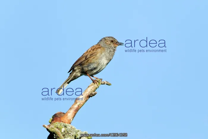 : Dunnock / Hedge Sparrow - singing from branch : Dunnock / Hedge Sparrow - singing from branch