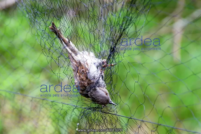 : Dunnock immature ringing the birds with : Dunnock immature ringing the birds with