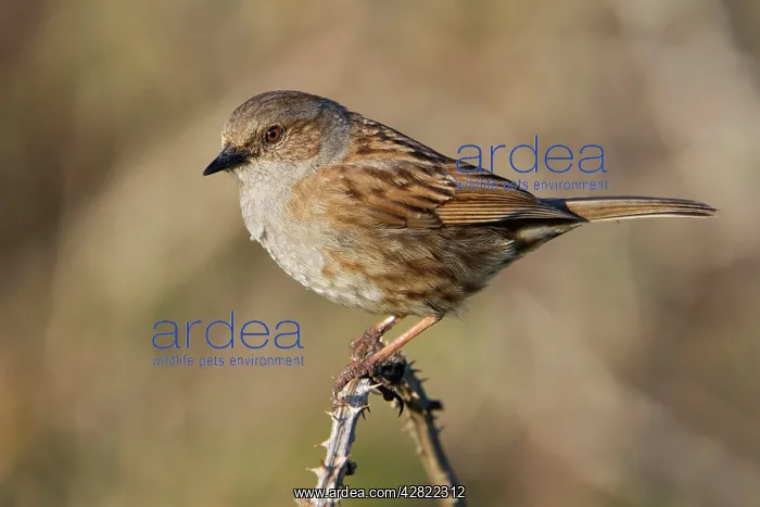 : Dunnock - perched on a bramble : Dunnock - perched on a bramble