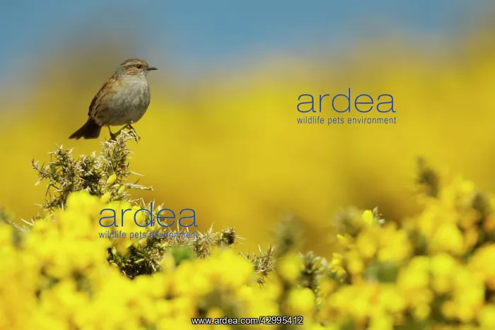 : Dunnock - perched on Gorse in Spring : Dunnock - perched on Gorse in Spring