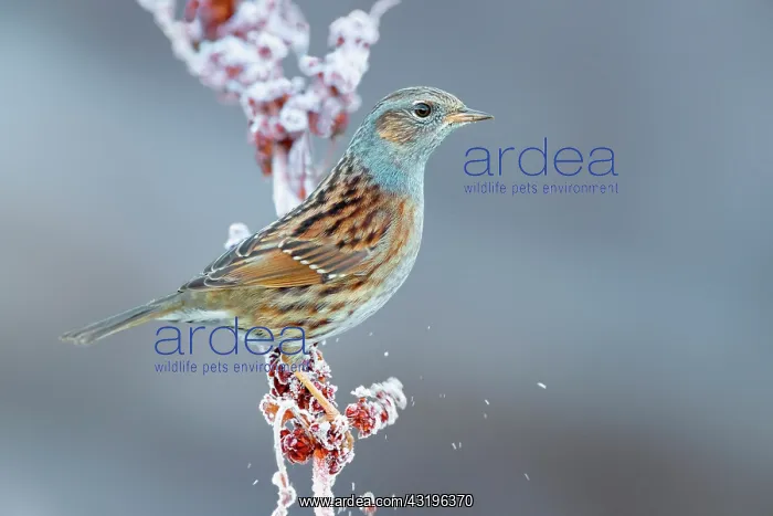 : Dunnock (Prunella modularis), adult perched on a : Dunnock (Prunella modularis), adult perched on a