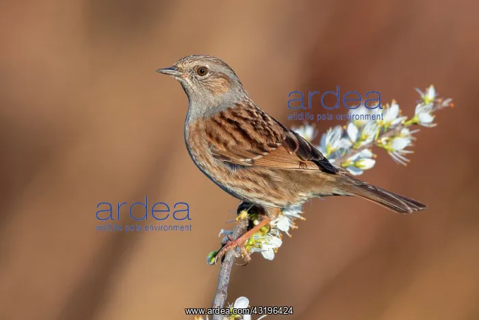 : Dunnock (Prunella modularis), adult perched on a : Dunnock (Prunella modularis), adult perched on a