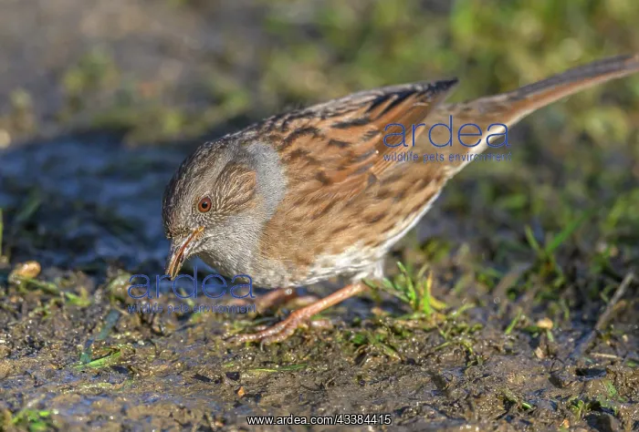 : Dunnock, Prunella modularis, feeding on damp gro : Dunnock, Prunella modularis, feeding on damp gro