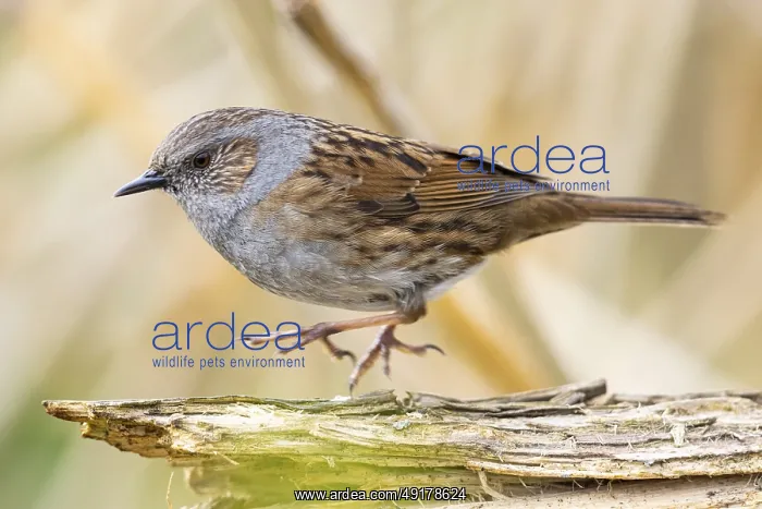 : Dunnock (Prunella modularis) Germany : Dunnock (Prunella modularis) Germany