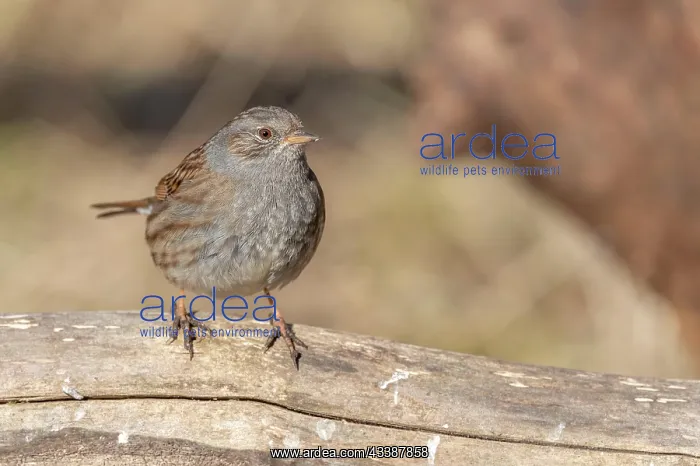 : Dunnock (Prunella modularis) sitting on a branch : Dunnock (Prunella modularis) sitting on a branch