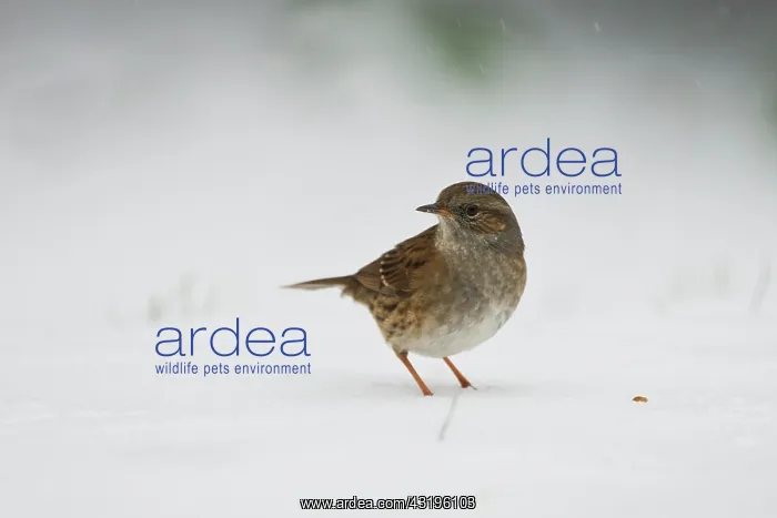 : Dunnock (Prunella modularis), sitting in the snow : Dunnock (Prunella modularis), sitting in the snow