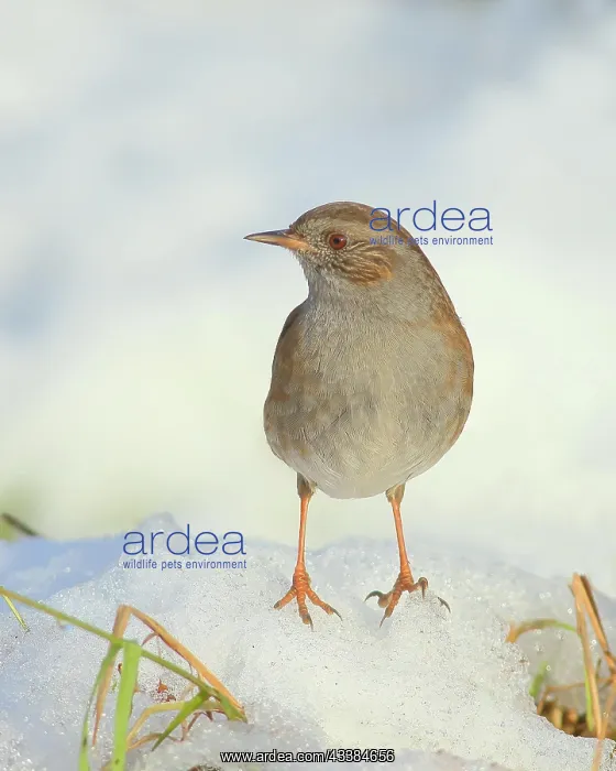 : Dunnock (Prunella modularis) standing on a snow-covered : Dunnock (Prunella modularis) standing on a snow-covered