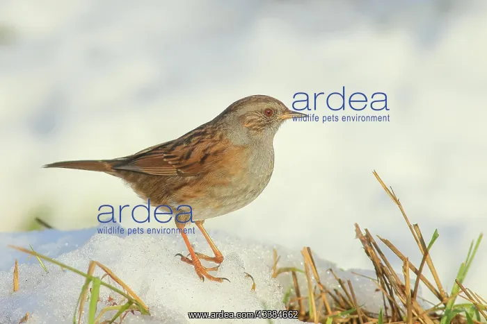 : Dunnock (Prunella modularis) standing on a snow-covered : Dunnock (Prunella modularis) standing on a snow-covered