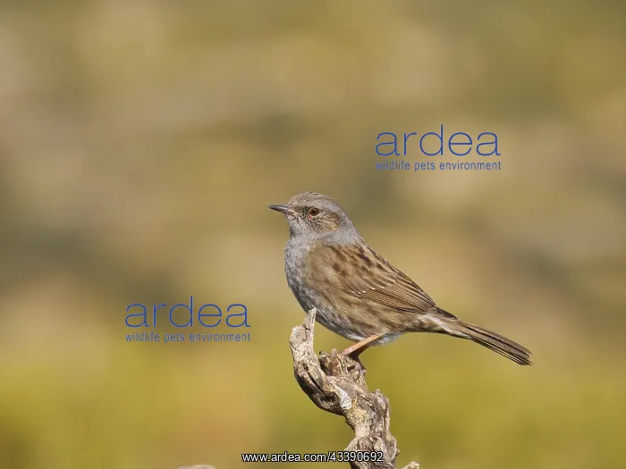 : Dunnock Prunella modularis Valencia, Spain BI035313 : Dunnock Prunella modularis Valencia, Spain BI035313
