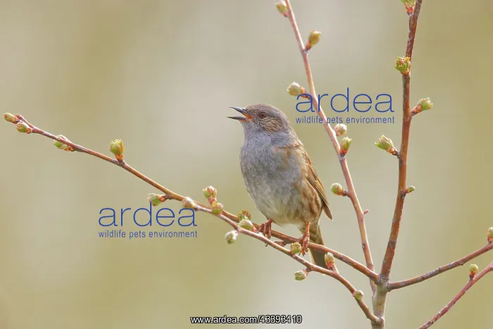  : Dunnock - singing Prunella modularis Essex, UK BI035981