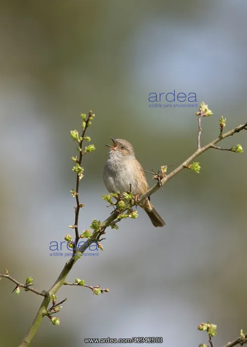 : Dunnock - Singing from song perch : Dunnock - Singing from song perch