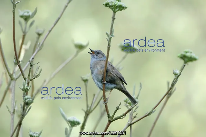 : Dunnock singing from tree : Dunnock singing from tree
