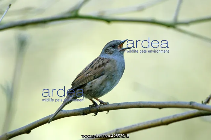 : Dunnock singing from tree : Dunnock singing from tree