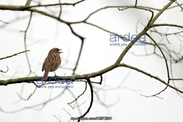 : Dunnock - singing in tree : Dunnock - singing in tree