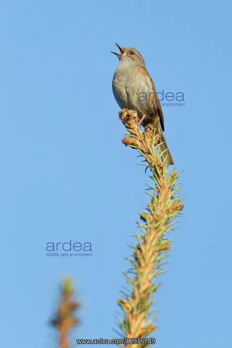 : Dunnock - singing from treetop : Dunnock - singing from treetop