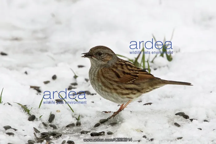 : Dunnock - in snow : Dunnock - in snow