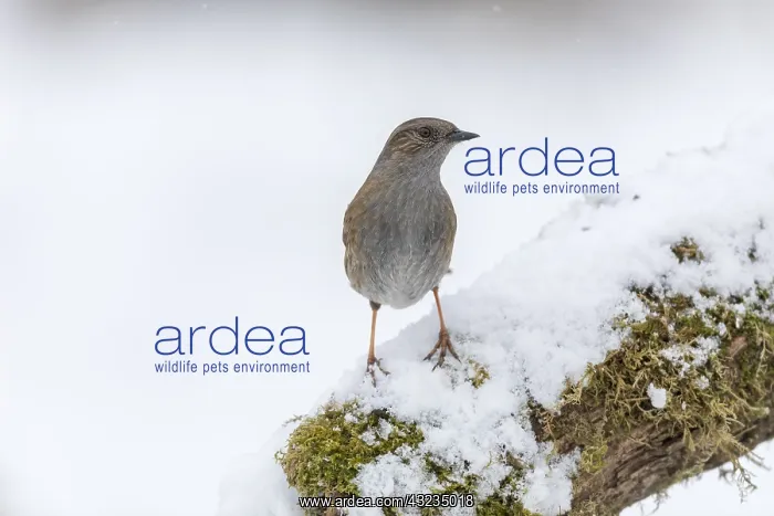 : Dunnock - in Snow - Cornwall - UK : Dunnock - in Snow - Cornwall - UK