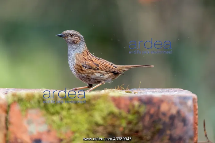 : Dunnock - UK : Dunnock - UK