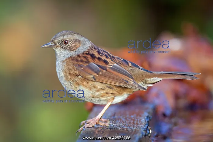 : Dunnock - winter : Dunnock - winter