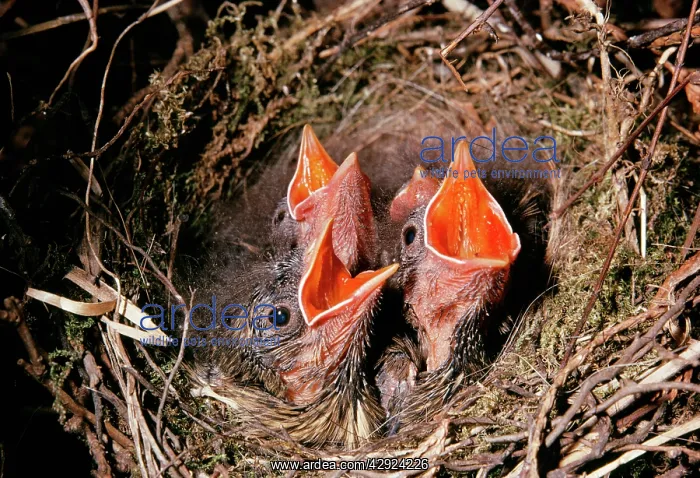 : Dunnock - young begging for food : Dunnock - young begging for food