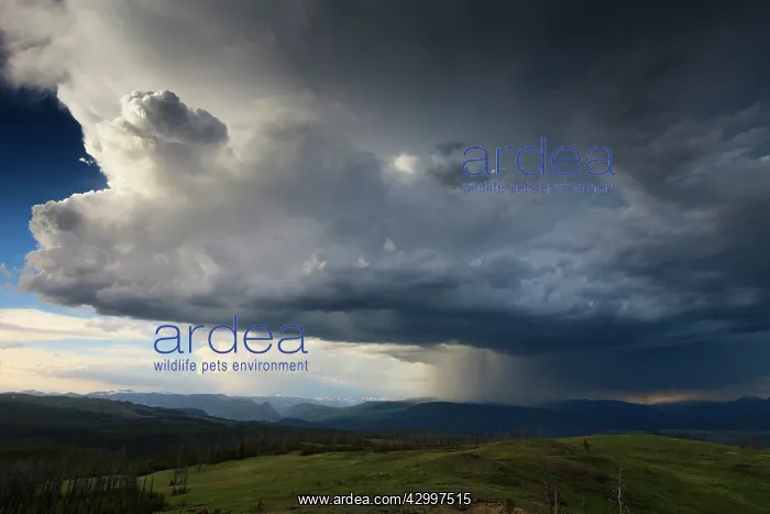  : Dunraven Pass - thunderstorm in summer Yellowstone