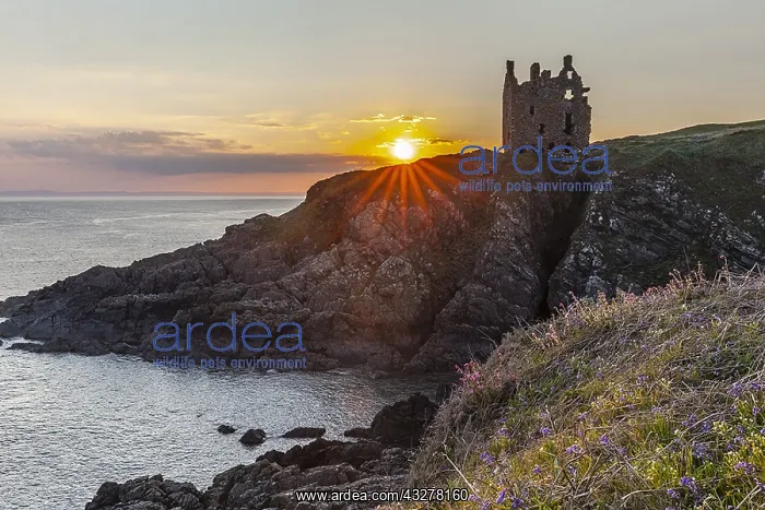 : Dunskey Castle - ancient tower house built on top : Dunskey Castle - ancient tower house built on top