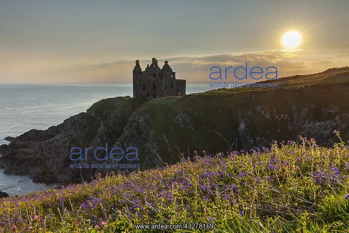 : Dunskey Castle - ancient tower house built on top : Dunskey Castle - ancient tower house built on top