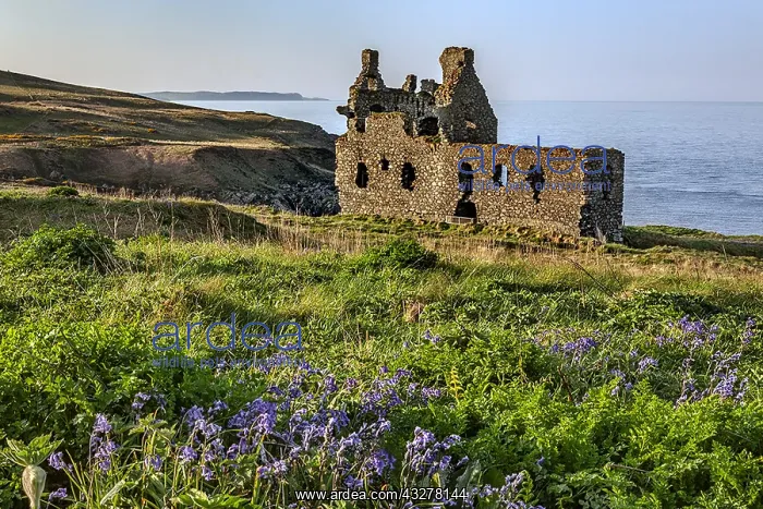 : Dunskey Castle - blooming bluebells in front of : Dunskey Castle - blooming bluebells in front of