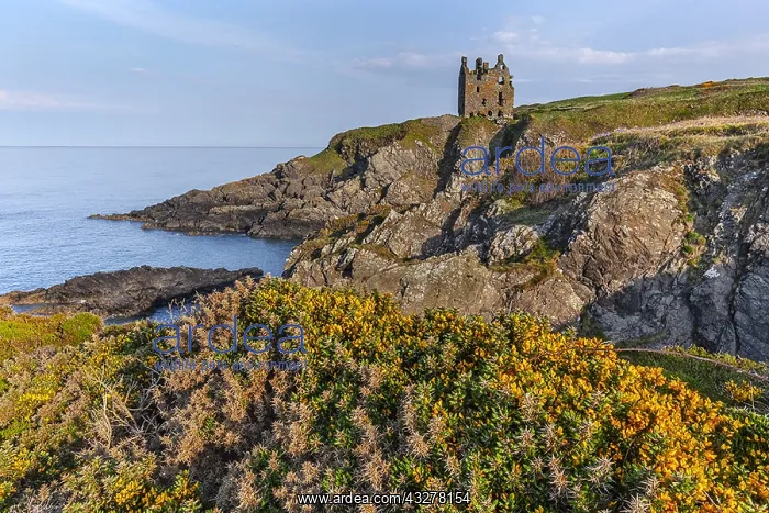 : Dunskey Castle - blooming gorse and ancient tower : Dunskey Castle - blooming gorse and ancient tower