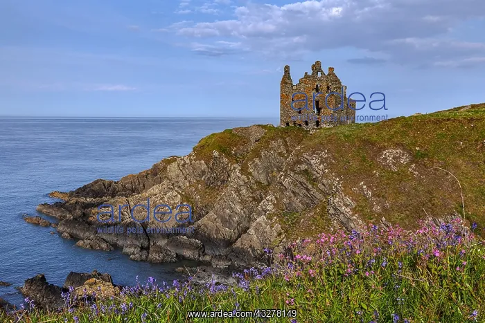 : Dunskey Castle - blooming spring flowers and ancient : Dunskey Castle - blooming spring flowers and ancient