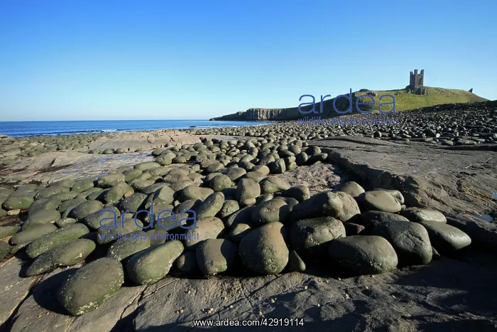 : Dunstanburgh Castle - basalt boulder strewen beach : Dunstanburgh Castle - basalt boulder strewen beach