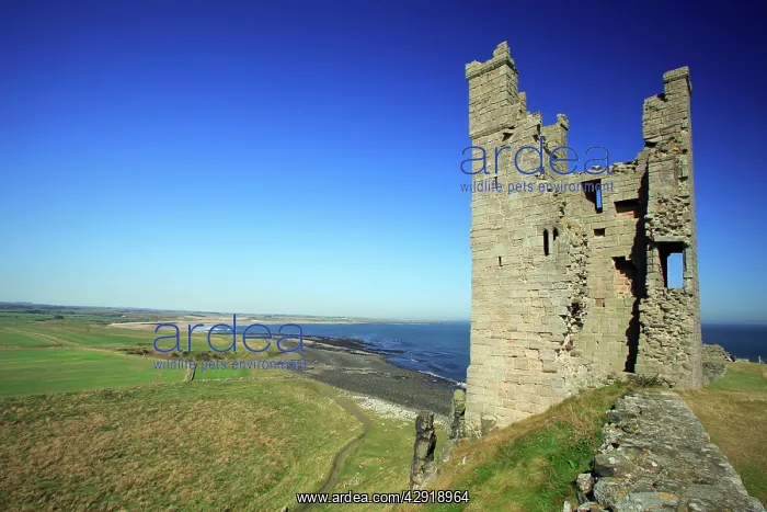 : Dunstanburgh Castle - Lilburn Tower and North Sea coastline : Dunstanburgh Castle - Lilburn Tower and North Sea coastline