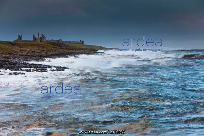: Dunstanburgh Castle - stormy North Sea - autumn : Dunstanburgh Castle - stormy North Sea - autumn