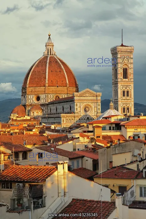 : Duomo, Florence Cathedral at sunset, Basilica : Duomo, Florence Cathedral at sunset, Basilica