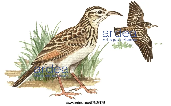 : Dupont's lark (Chersophilus duponti) adult standing on the ground and flying : Dupont's lark (Chersophilus duponti) adult standing on the ground and flying
