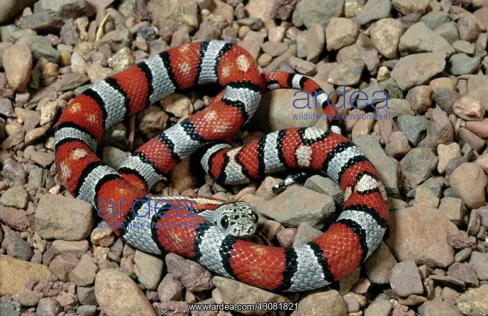 : Durango Mountain Kingsnake : Durango Mountain Kingsnake