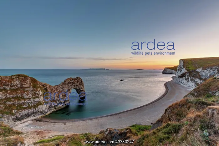 : Durdle Door on the Jurassic Coast in Dorset, Eng : Durdle Door on the Jurassic Coast in Dorset, Eng