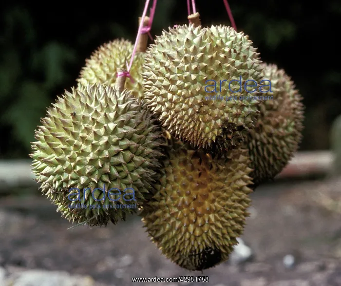 : Durian / Civet Fruit - Fruits : Durian / Civet Fruit - Fruits