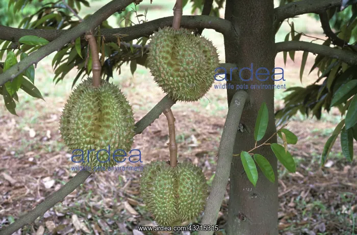 : Durian fruit (Durio zibethinus) : Durian fruit (Durio zibethinus)