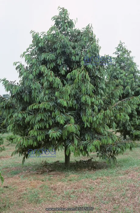 : Durian tree (Durio zibethinus) : Durian tree (Durio zibethinus)