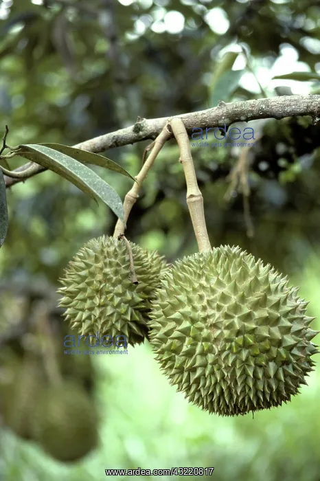 : Durians (Durio zibethinus), a cultivated fruit, in Perak, Malaysia : Durians (Durio zibethinus), a cultivated fruit, in Perak, Malaysia