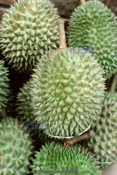 : Durians : Durians
