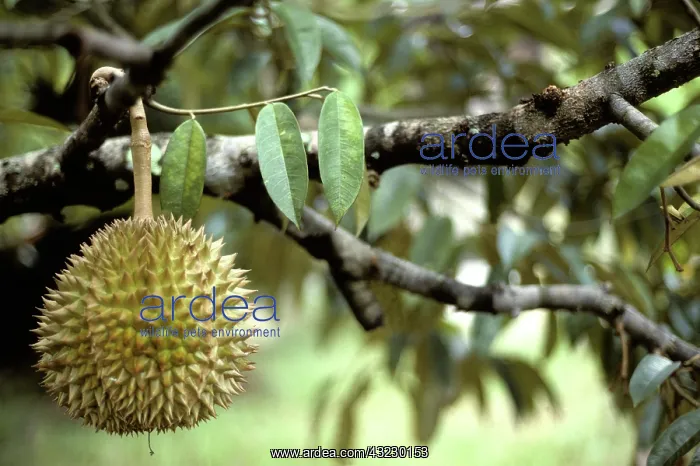 : Durians (Durio zibethinus), a cultivated fruit, in Perak, Malaysia : Durians (Durio zibethinus), a cultivated fruit, in Perak, Malaysia