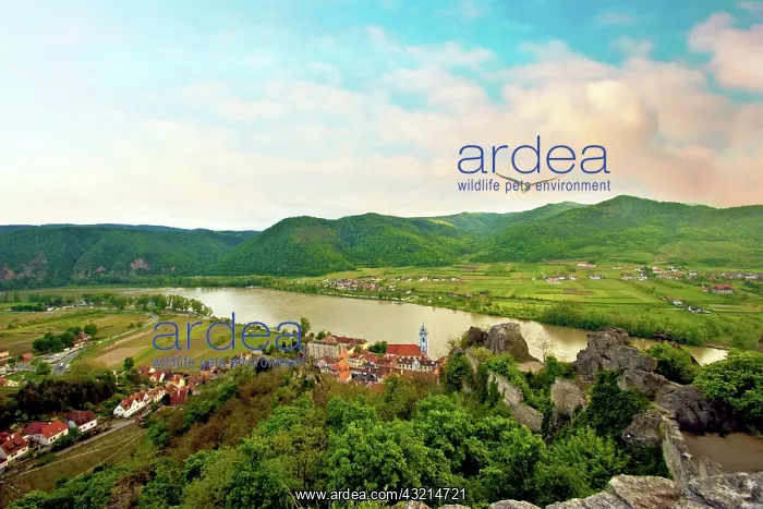 : Durnstein, Austria, Wachau Valley, Danube : Durnstein, Austria, Wachau Valley, Danube