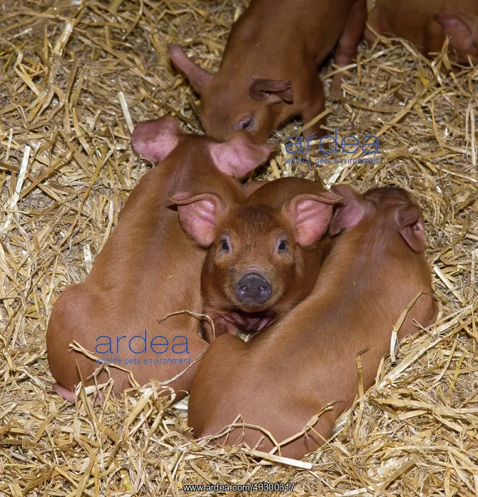 : Duroc pig, Duroc pigs, purebred, farm animals, domestic : Duroc pig, Duroc pigs, purebred, farm animals, domestic