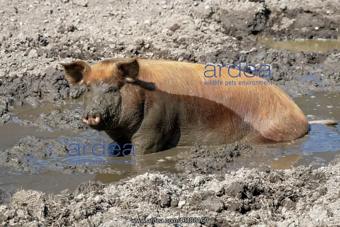 : Duroc pig, old domestic breed from the USA, Eggen-Hof : Duroc pig, old domestic breed from the USA, Eggen-Hof