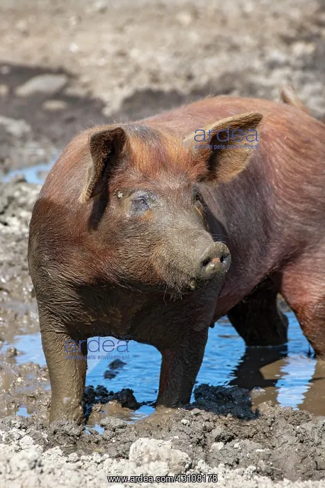 : Duroc pig, old domestic breed from the USA, Eggen-Hof : Duroc pig, old domestic breed from the USA, Eggen-Hof