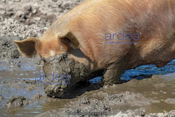 : Duroc pig, old domestic breed from the USA, Eggen-Hof : Duroc pig, old domestic breed from the USA, Eggen-Hof